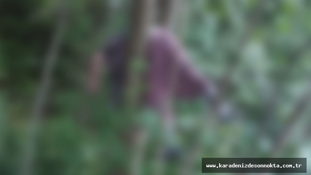 Trabzon'da feci ölüm! Çıktığı ağaçtan...