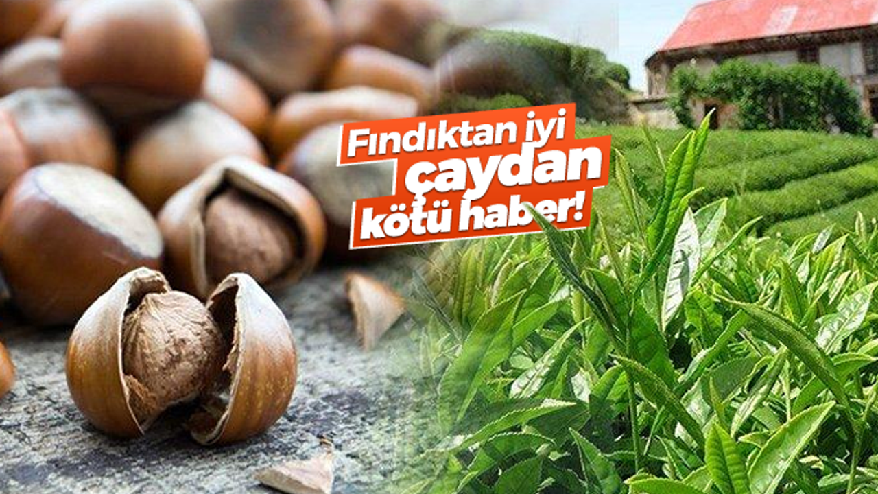 Çay üretimi düştü, fındık üretimi arttı!