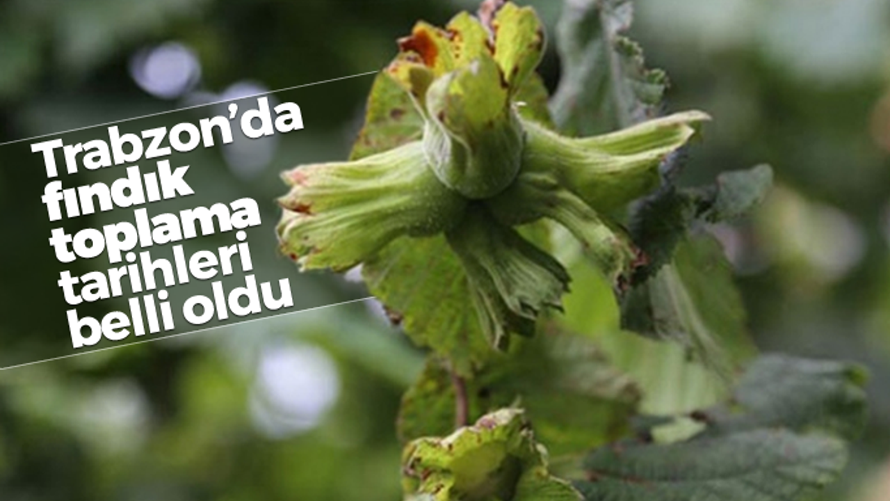 Trabzon’da fındık toplama tarihleri belli oldu 