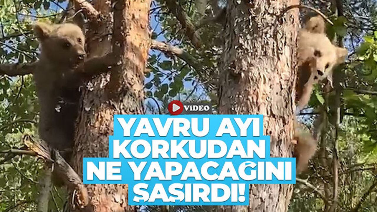 Yavru ayı korkudan ne yapacağını şaşırdı!