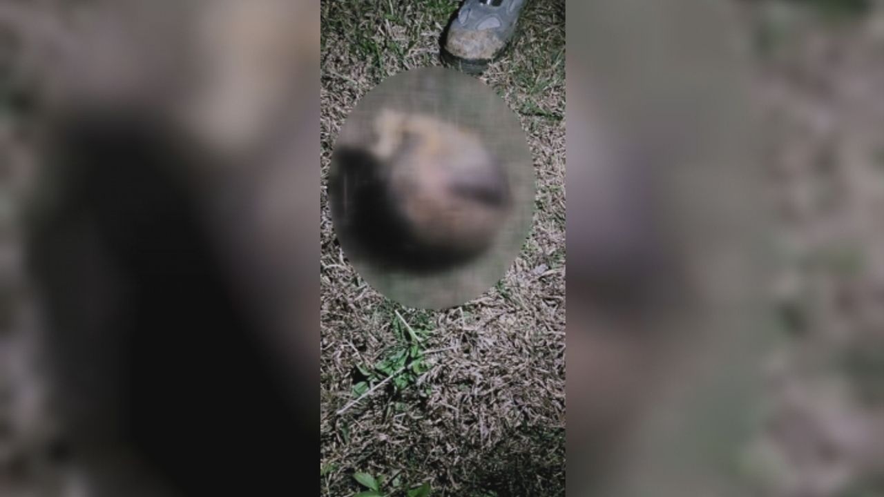 Kafası koparılmış 45 günlük ceset bulundu