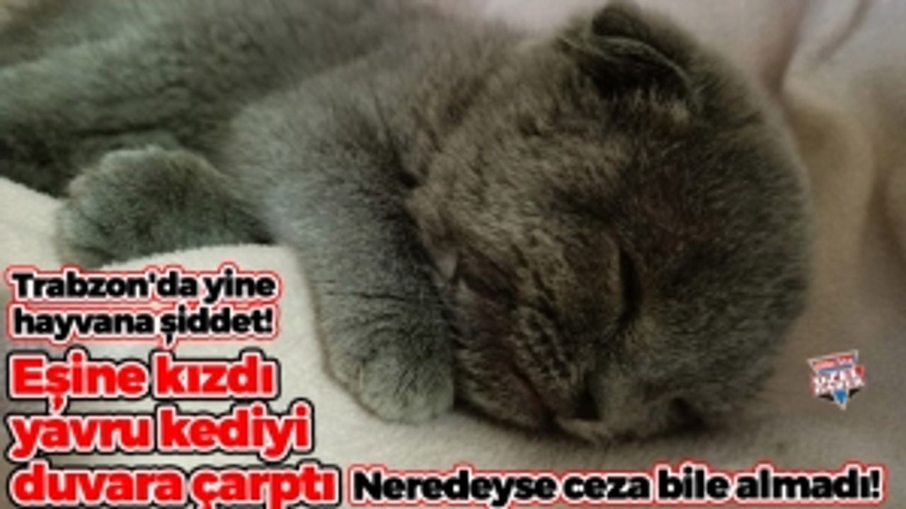 Trabzon'da yavru kediyi duvara fırlatan şahsa 1500 lira ceza!