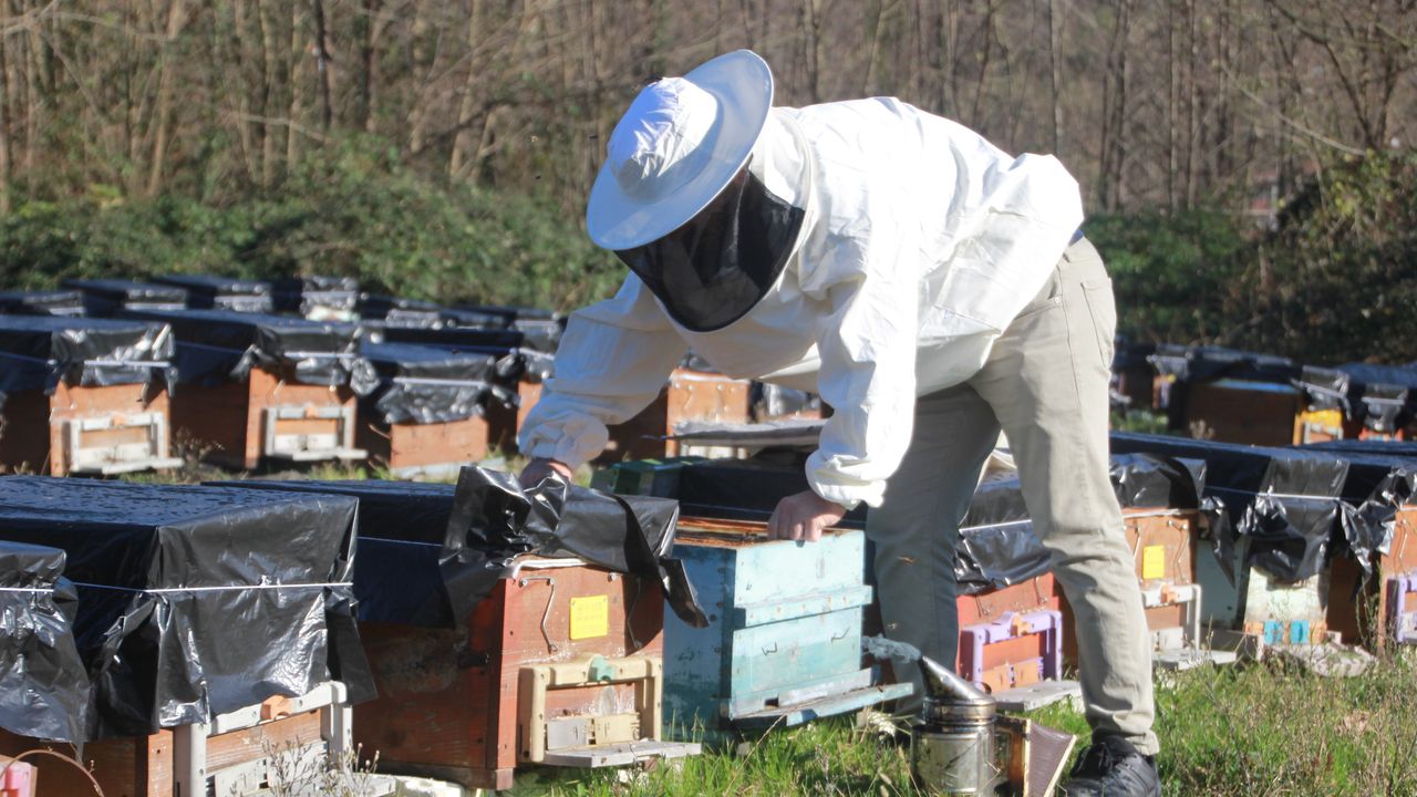 Küresel ısınma arıların dengesini bozdu: “Koloni kayıpları yaşanıyor”