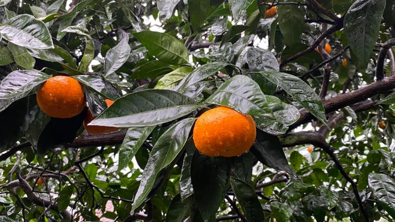 Kemalpaşa ilçesinde üretilen mandalinalar lezzeti ve iriliği ile dikkat çekiyor