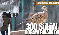 Trabzon’da bin 300 adet sülün doğaya bırakıldı