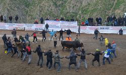 Boğa güreşleri festivalleri başladı