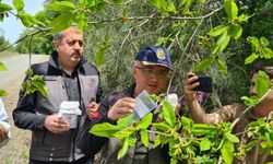 Katil arı alarmı herkesi harekete geçirdi