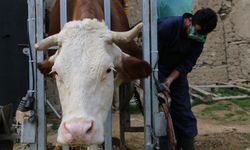 1 gün boyunca kuyuda mahsur kalan ineği kurtardılar