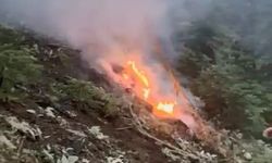 Ağaca yıldırım düştü, ormanda yangın çıktı