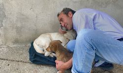 Beslediği köpeği darp edilerek öldürüldü