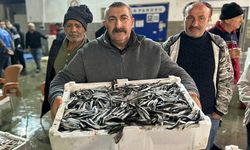 Balık mezadında kasalar dolusu hamsi kapış kapış satıldı