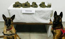 "Jandarma Narkotik Köpekleri LİMON ve DUMAN Operasyonda"