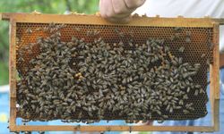 Ordulu arıcı, maske ve eldiven olmadan arılarının bakımını yapıyor, arılarının kendisini tanıdığını iddia ediyor