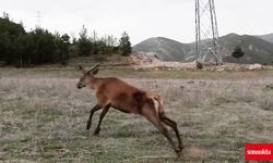 Dağlara 3 kızıl geyik daha salındı