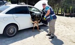 Narkotik köpeği zuladaki uyuşturucuyu buldu