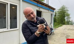 Hopa Belediyesi’nden sokak hayvanlarına kısırlaştırma, küpelenme ve mikroçip