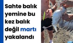 Sahte balık yemine bu kez balık değil martı yakalandı