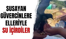 Susayan güvercinlere elleriyle su içirdiler