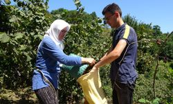 Giresun'da Fındık Hasadı Başladı: İmece Usulü ve Karadeniz Kadınının Gücü