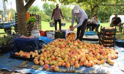 Çarşamba Ovası'nda şeftali hasadı