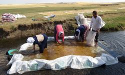 Bayburt'ta Çiftçiler Kış İçin Buğday Hasadı ve Un Üretimi Yapıyor