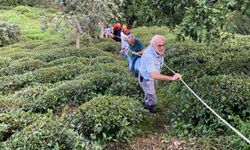 Rize'de Teleferik Kazası: Çay Üreticisi Kadın Yaralandı