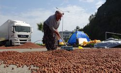 Fındık rekoltesi beklentileri karşılamadı, fiyatlar düştü