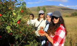 Bayburt’ta Kuşburnu Alımı Başladı: Dağların Lezzeti Marmelata Dönüşüyor