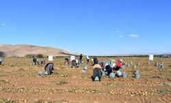 Bayburt'ta patates hasadına başlandı