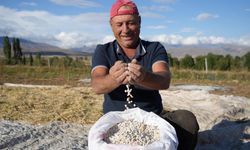 Bayburt'ta fasulye hasadında yüzler gülüyor