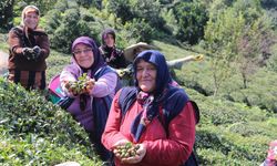 Rize'de Çay Sezonu Sonunda Müstahsillerin Yeni Gelir Kapısı: Çay Tohumu Toplama