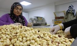 Fındıkta hasat ve kurutma bitti; kırma, kavurma ve paketleme dönemi başladı (Giresun Haber)