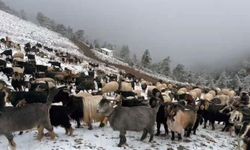 Giresun yaylalarına kar yağdı, çobanlar zorlu dönüş yolculuğuna çıktı