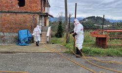 Doğu Karadeniz'in en büyük ilçesi Ortahisar'da kahverengi kokarca ile mücadelede ilaçlama seferberliği başlatıldı