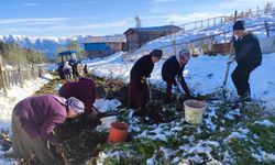 Artvin’e kış erken gelince patates hasadı kar altından yapıldı (Artvin Haber)