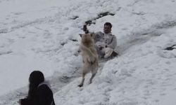 Ayder'de karda kayanlarla oynayan köpek renkli görüntüler oluşturdu