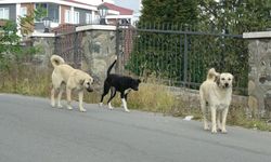 Altınordu'da sokak köpekleri dehşeti: Bir kişi bacaklarından yaralandı