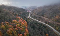 Cankurtaran ormanlarındaki renk cümbüşü havadan görüntülendi (Artvin Haber)