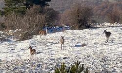 Bolu’da yiyecek arayan karaca sürüsü görüntülendi