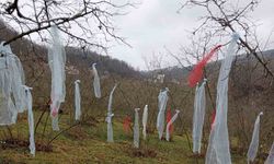 ‘Müslüman çam ağacı süsleme’ deyip, fındık bahçesini süsledi