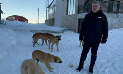 Bulancak Belediye Başkanı Sıbıç yayladaki köpekler için harekete geçti