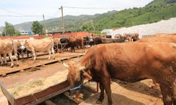 Kurban Bayramı öncesi Trabzon İl Tarım ve Orman Müdürlüğü’nden uyarılar