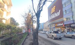 Büyükşehir’den ağaç iddialarına yanıt