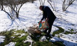 Ortahisar Belediyesi, Soğuk Kış Günlerinde Sokak Hayvanlarını Unutmadı