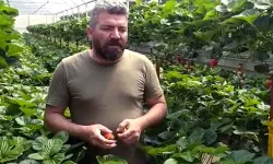 ÇİLEK'TE DEV HASAT!
