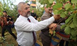 COĞRAFİ İŞARET TESCİLLİ ARSİN FOŞA FINDIĞI'NDA İLK HASAT YAPILDI