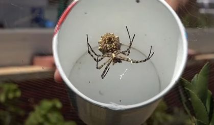 Dünyanın En Zehirli Örümcek Türlerinden Birisi Yakalandı