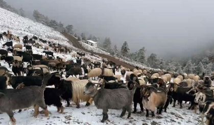 Giresun yaylalarına kar yağdı, çobanlar zorlu dönüş yolculuğuna çıktı