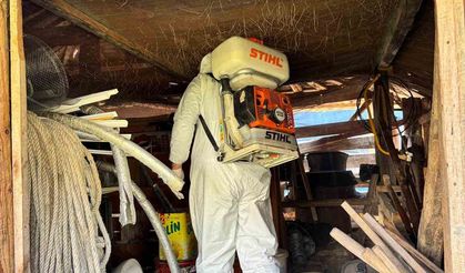 Artvin’de kahverengi kokarca böceğine karşı ilaçlama çalışmaları devam ediyor