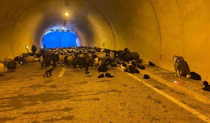 50 küçükbaş hayvanı telef olan besici karayolu tüneline sığındı